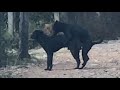Two Black Dogs Fucking In The Village Asian Dogs