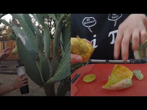 How To Grow, Pick and Cut Prickly Pear (Cactus Fruit), 4K UHD