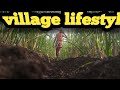 Village Lifestyle Vlog Village