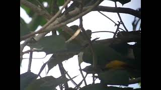 Download lagu Burung Walik kembang / Ptilinopus melanospilus / Black-naped Fruit-dove mp3