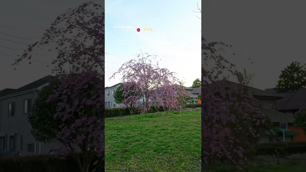 #sakura #insta360pro