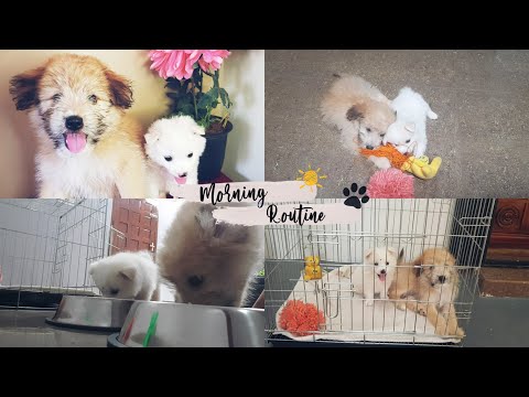 My Small Two Puppy's Morning Routine 🌞 on Weekend | Charlie & Max