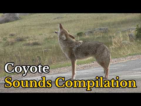 Amazing Sound of Coyote Howling and Barking | Nature Animal Sounds Compilation