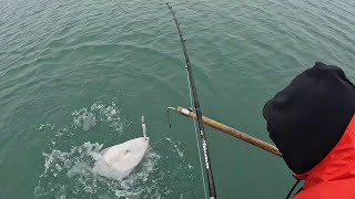 Escape To Island Point Lodge Petersburg, Alaska! Day 1 Halibut Jigging Success