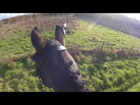 Portman and Wilton Hunt 25/11/17