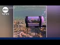Parrot Explores The Ocean In DIY Submarine