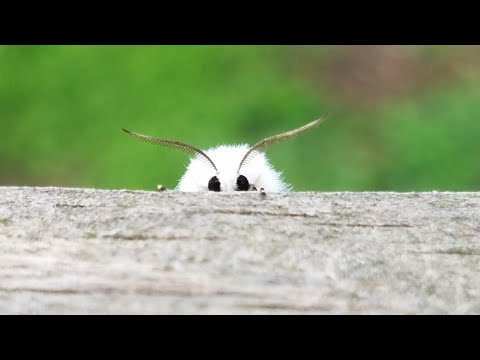 Cute Moths