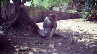 A Monkey No Job Relax Sitting Under the Tree