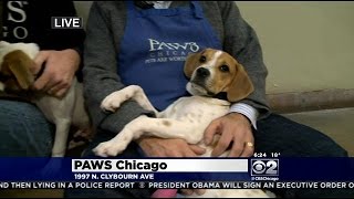 What Does It Take To Be A PAWS Chicago Volunteer?