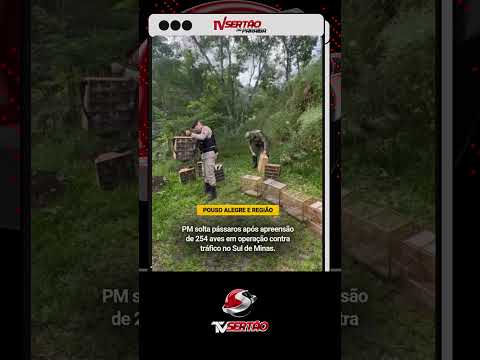 GOLPE NO TRÁFICO: PM apreende mais de 250 aves e prende 14 pessoas no Sul de Minas 🦜🚔