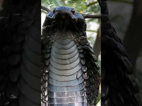 ngeri suara asli ular      #alam  #ularberbahaya  #ular  #cobra  #kingcobra  #binatang  #berbahaya