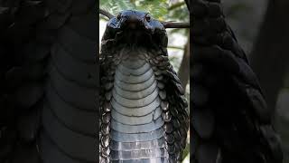 Download lagu ngeri suara asli ular #alam #ularberbahaya #ular #cobra #kingcobra #binatang #berbahaya mp3 Download lagu ngeri suara asli ular #alam #ularberbahaya #ular #cobra #kingcobra #binatang #berbahaya mp3