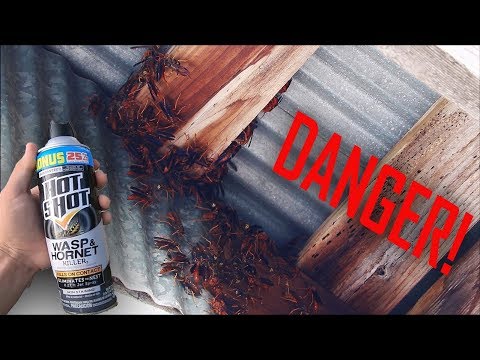 SPRAYING A GIANT RED WASP NEST!
