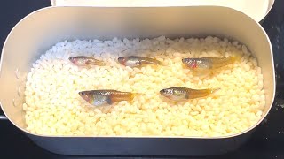 温排水で育った野生グッピーを炊き込みご飯にして食べてみた【外来種】