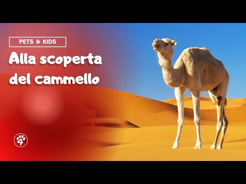 The Camel 🐫 - Pets & Kids | Amoreaquattrozampe.it