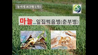 [농사정보] (3월1주)   마늘_잎집썩음병(춘부병)