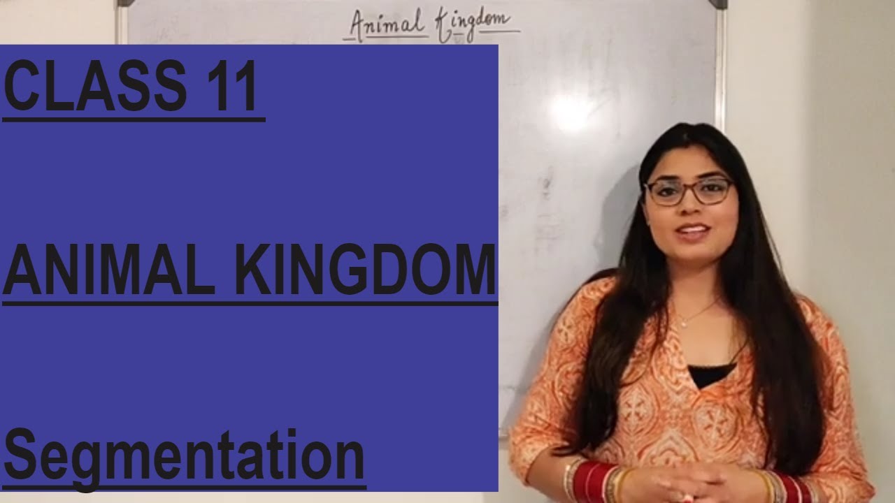 CLASS 11 ANIMAL KINGDOM - Segmentation