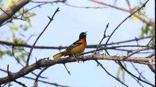 Baltimore Oriole
