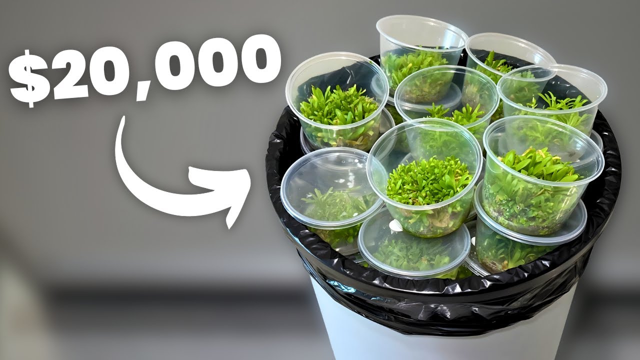 Why I Threw Away $20,000 Worth of Plants