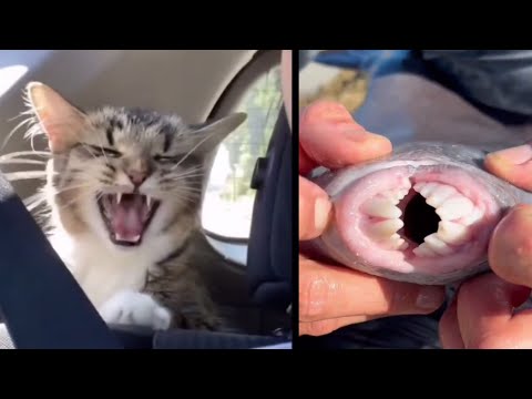 Collection d'animaux drôles | Lustige Tiere scheitern!