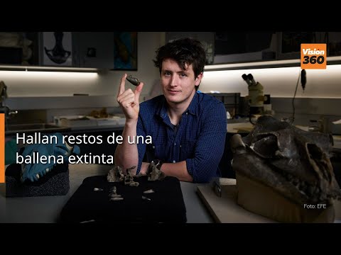 Hallan restos de una ballena extinta