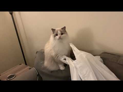 Cat Chewing Plastic Bag