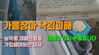 하우스낙뢰피해 농작물재해보험 손해보험 가입해야하는 이유 강한 태풍이 북상하네요.