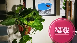 Akvaryum İçin Sıradışı Bitki: Pothos