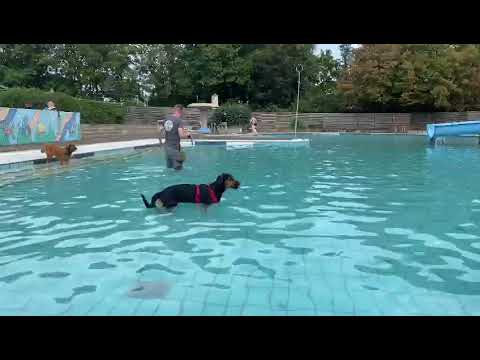 Lucy1 auf Pflegestelle 10.10.2023 (2) - New Home for Strays e. V.