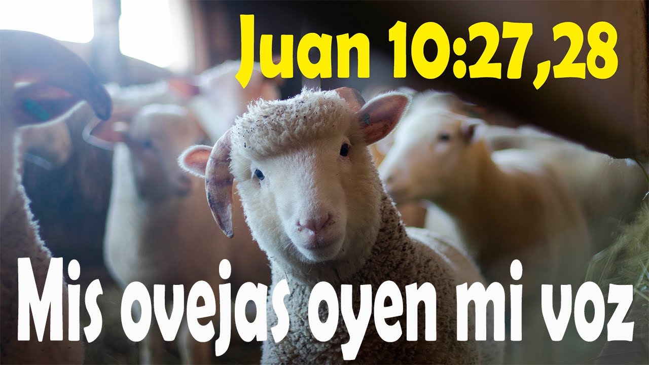 Mis ovejas oyen mi voz - Juan 10:27,28