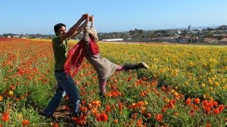preview picture of video 'Carlsbad Flower Field'