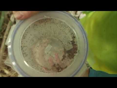 Human West Nile Virus