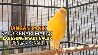 Download lagu kenari gacor panjang Cuit Cuit EMOSI, Pancingan Kenari Paud Belajar Bunyi, terapi AMPUH Kenari MACET mp3 Download lagu kenari gacor panjang Cuit Cuit EMOSI, Pancingan Kenari Paud Belajar Bunyi, terapi AMPUH Kenari MACET mp3