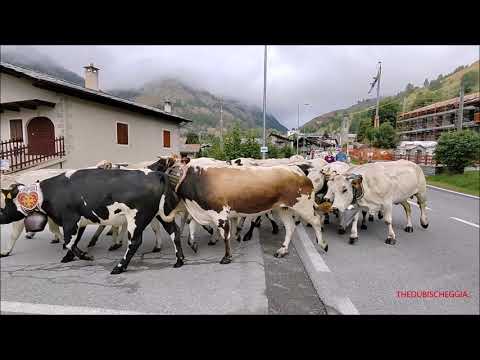 IL RITORNO DALL' ALPE, TRANSUMANZA DI VACCHE A PONTECHIANALE IN VAL VARAITA (CN) DOM. 17 - 9 - 2023.