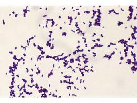 Miscellaneous Gram Positive Bacilli