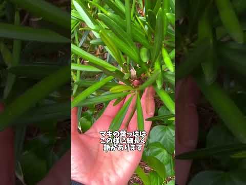 黄色くなったThujaの生垣：復活させることはできるでしょうか？どのような治療法を節約すればよいでしょうか？  庭園