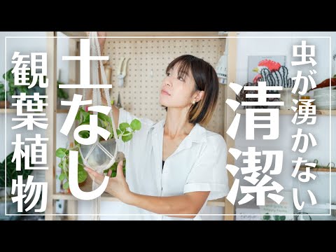 インドアホップ 植物