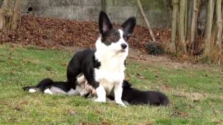 Welsh Corgi Cardigan Vrh F 7 týdnů