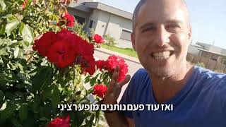 ורדים בכניסה לבית