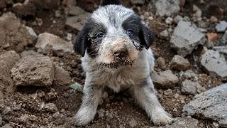 Small Puppy Was Barely Surviving Until She Met This Man