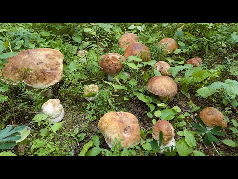 PICKING WILD MUSHROOMS SOLO In Off-Grid CANADIAN  Forest!!! PORCINI, KING BOLETE, CEPE