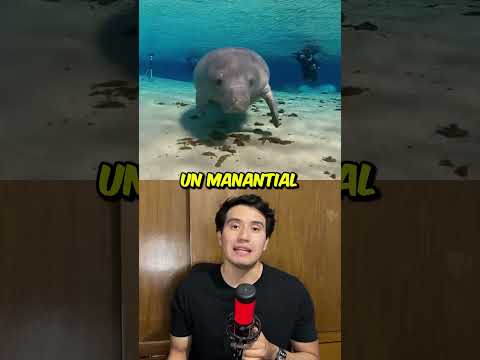 ¿Por qué los manatíes buscan agua dulce en el océano? 😱