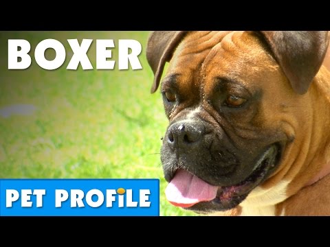 Boxer Pet Profile | Bondi Vet