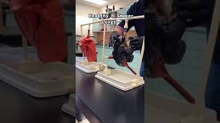 Download lagu What Smoking Does to Your Lungs and Skin! #shorts mp3