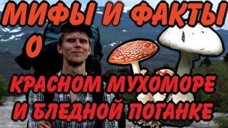 Почему нельзя есть мухоморы и поганки - видео онлайн