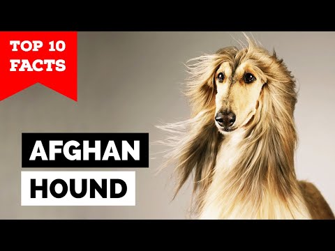 Afghan Hound - Top 10 Facts