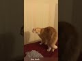The Cat S Got A Deep Voice