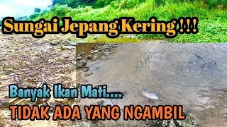 Download lagu Sungai Di Jepang KERING…!!! Banyak Ikan Yang Terjebak mp3