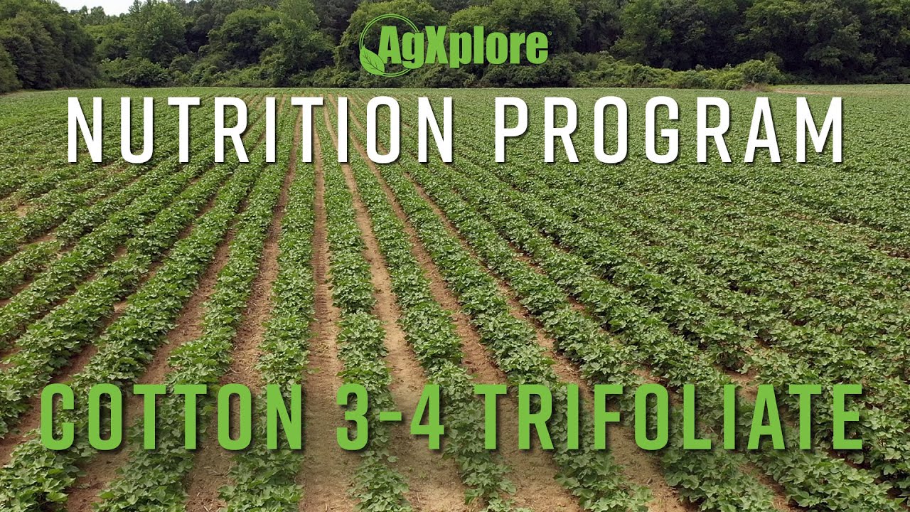Cotton Vegetative Growth - AgXplore Nutrition Program