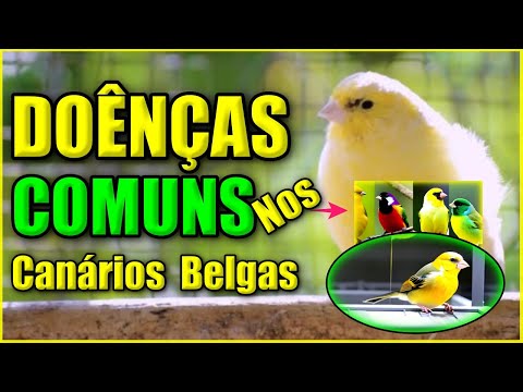 Doenças mais Comuns nos Canários Belgas Como Prevenir e Tratar